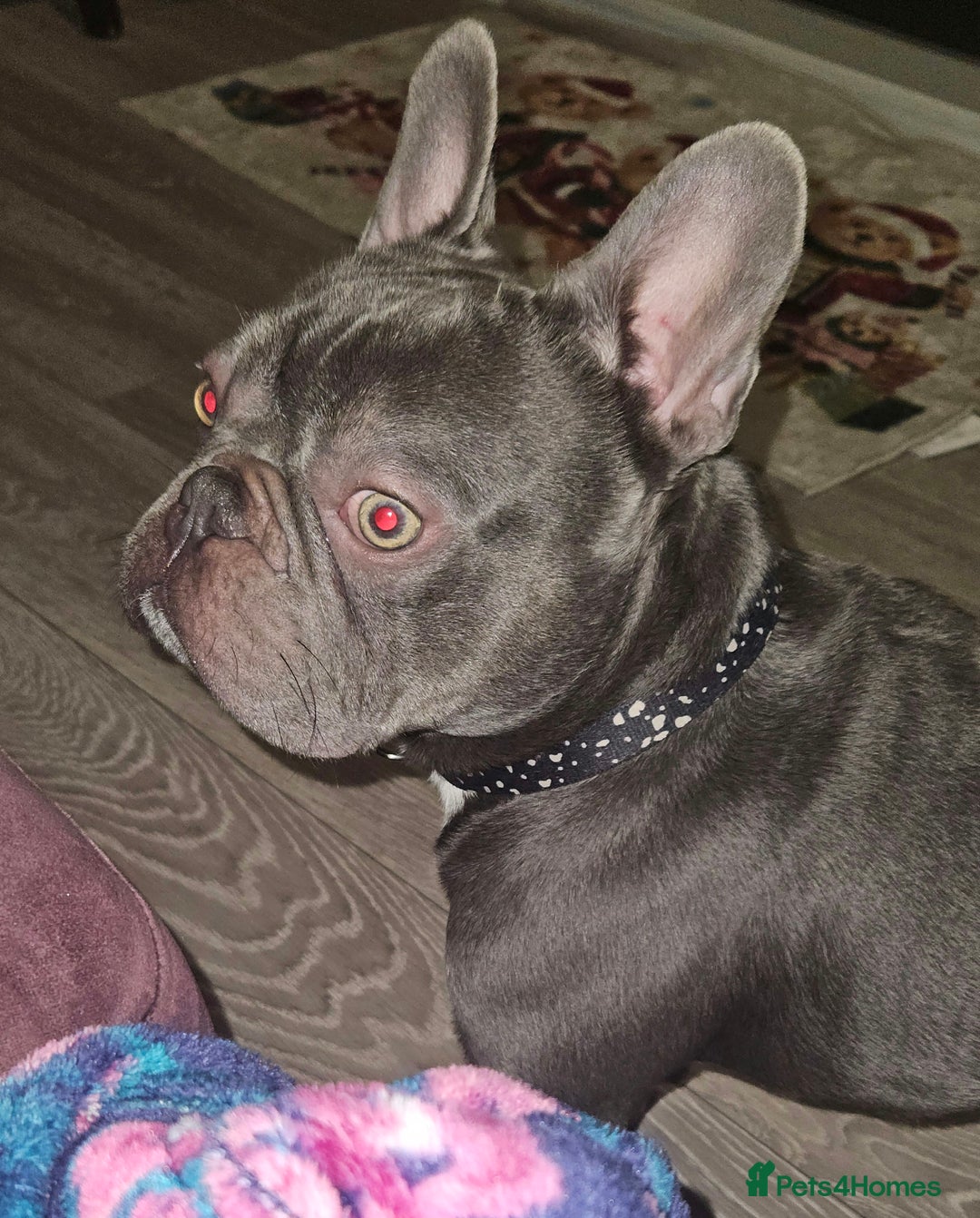 French Bulldog dogs for stud: Prince naseem,STUD kennel club,now available  - Advert 7
