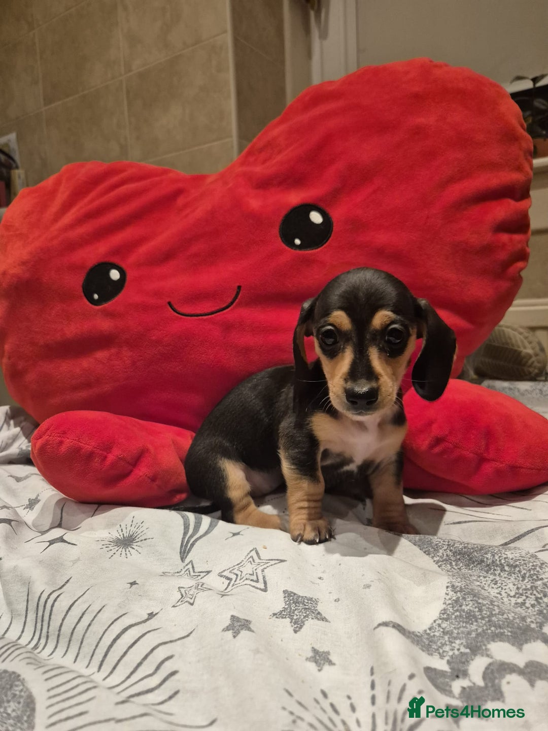 Miniature Dachshund dogs for sale: Perfect Mini Dachshund Girl 8 weeks old - Advert 1