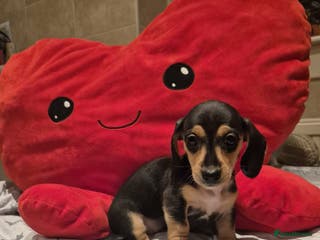 Miniature Dachshund dogs Perfect Mini Dachshund Girl 8 weeks old - Advert 1