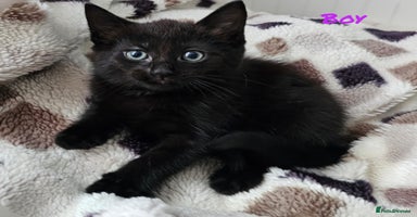 Mixed Breed cats - Advert 16