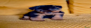 Welsh Terrier 2