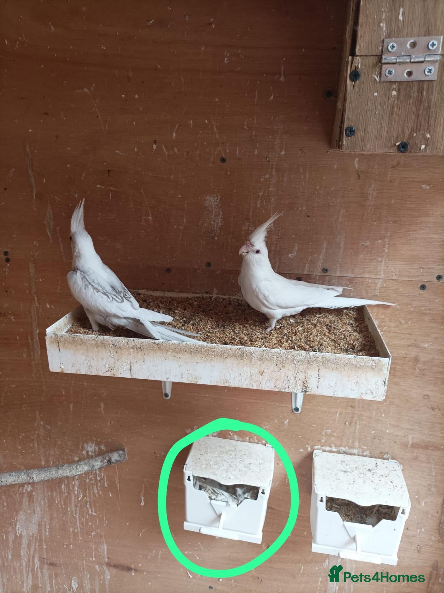 Cockatiels birds 5 Albino cockatiels for sale  - Advert 1