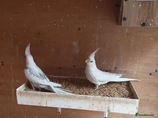 Cockatiels birds 2 Albino cockatiels for sale - Advert 1