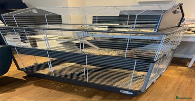 Mini Lion Lop rabbits - Advert 9