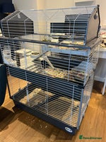 Mini Lion Lop rabbits - Advert 2