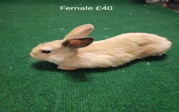 Mini Lion Lop rabbits for sale: 6 Sweet Baby Lion Lop Rabbits - Image 3