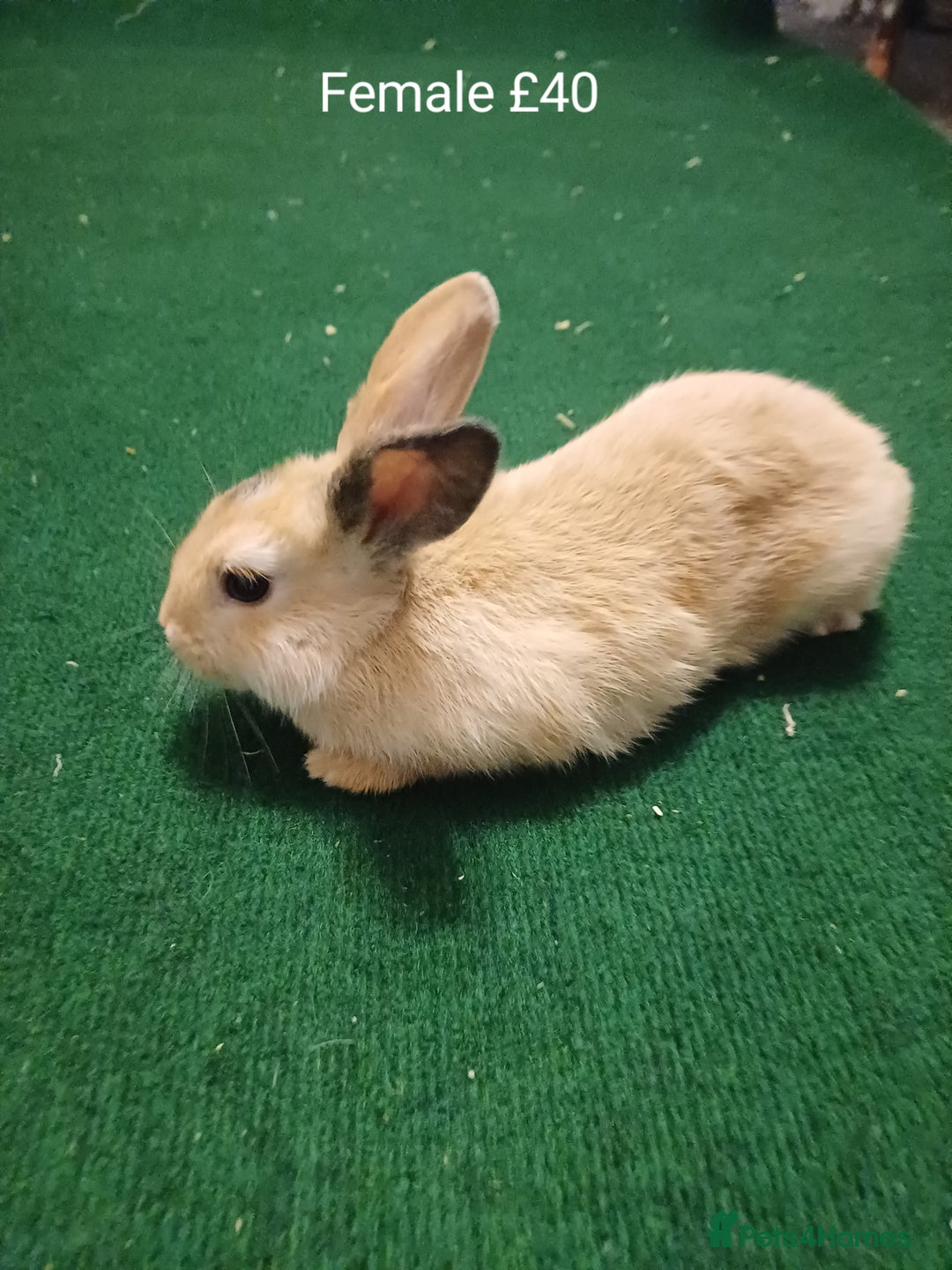 Mini Lion Lop rabbits for sale: 6 Sweet Baby Lion Lop Rabbits - Image 3