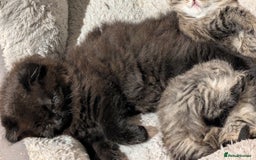 Scottish Fold cats for sale: 2 beautiful Scottish fold  - Image 4