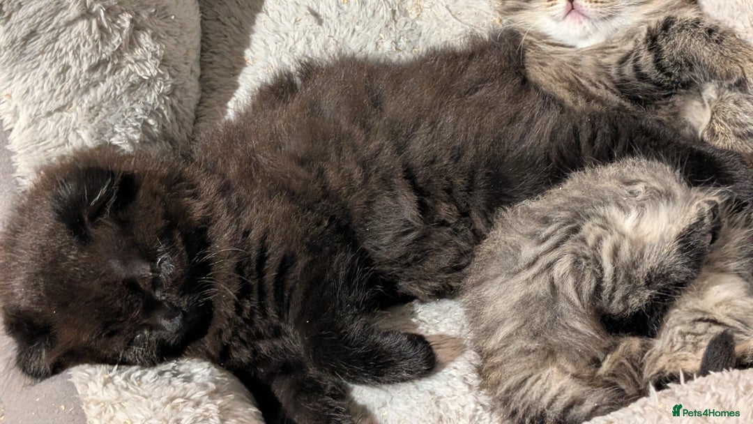 Scottish Fold cats for sale: 2 beautiful Scottish fold  - Image 4