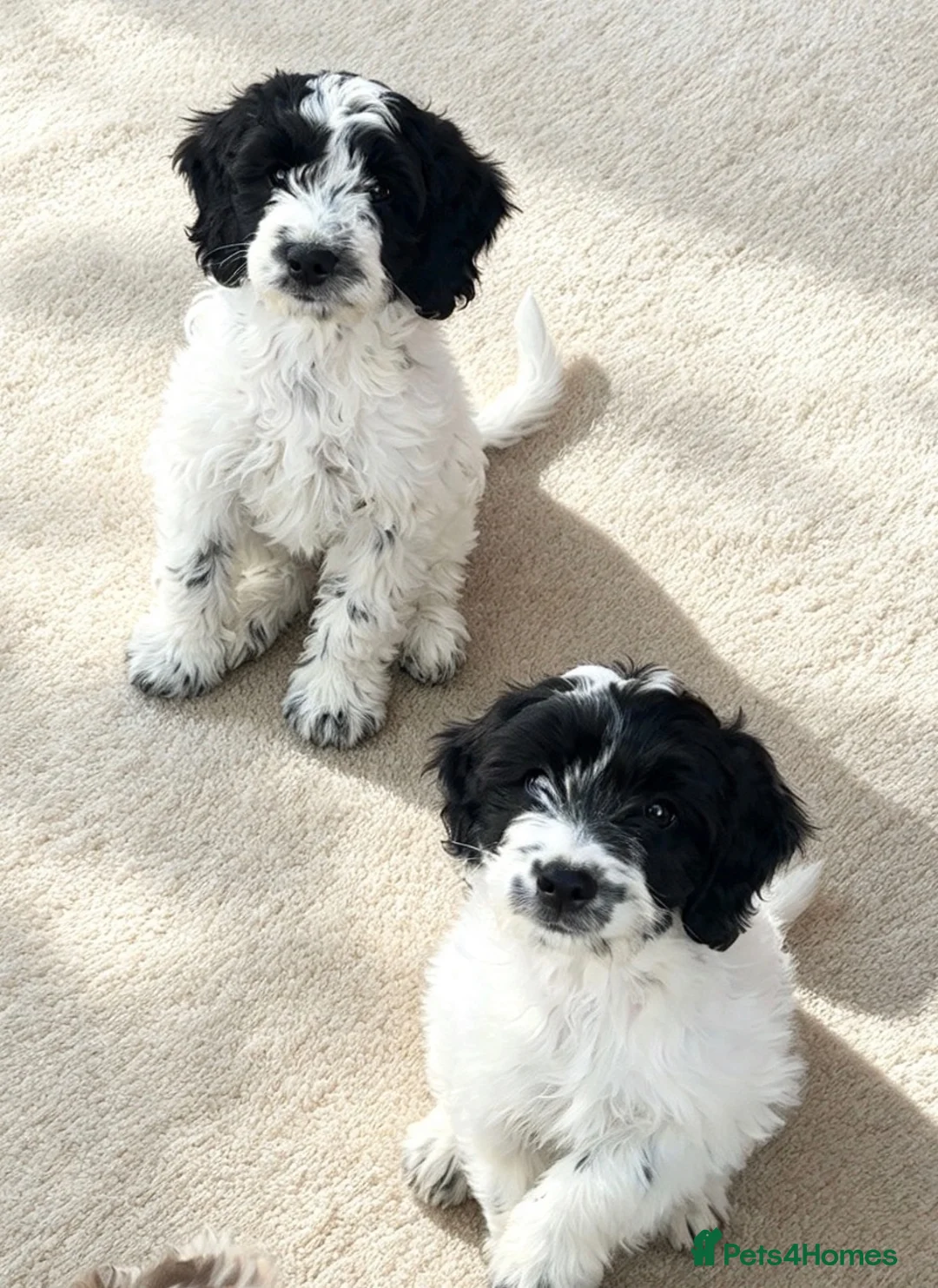 Sproodle dogs for sale: Rare Merle Sroodles Ready To Leave  - Advert 2