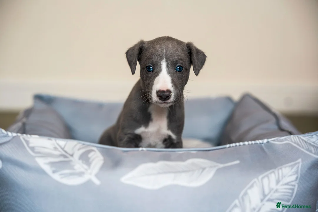Whippet dogs for sale: KC Reg Whippet Pups-Heart Tested Clear Parents - Advert 2