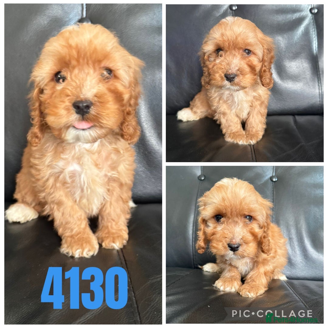 Cockapoo dogs for sale: Beautiful litter of f1 toy cockapoos  - Advert 2