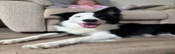 Border Collie dogs for sale: Callie needs a new home  - Advert 6