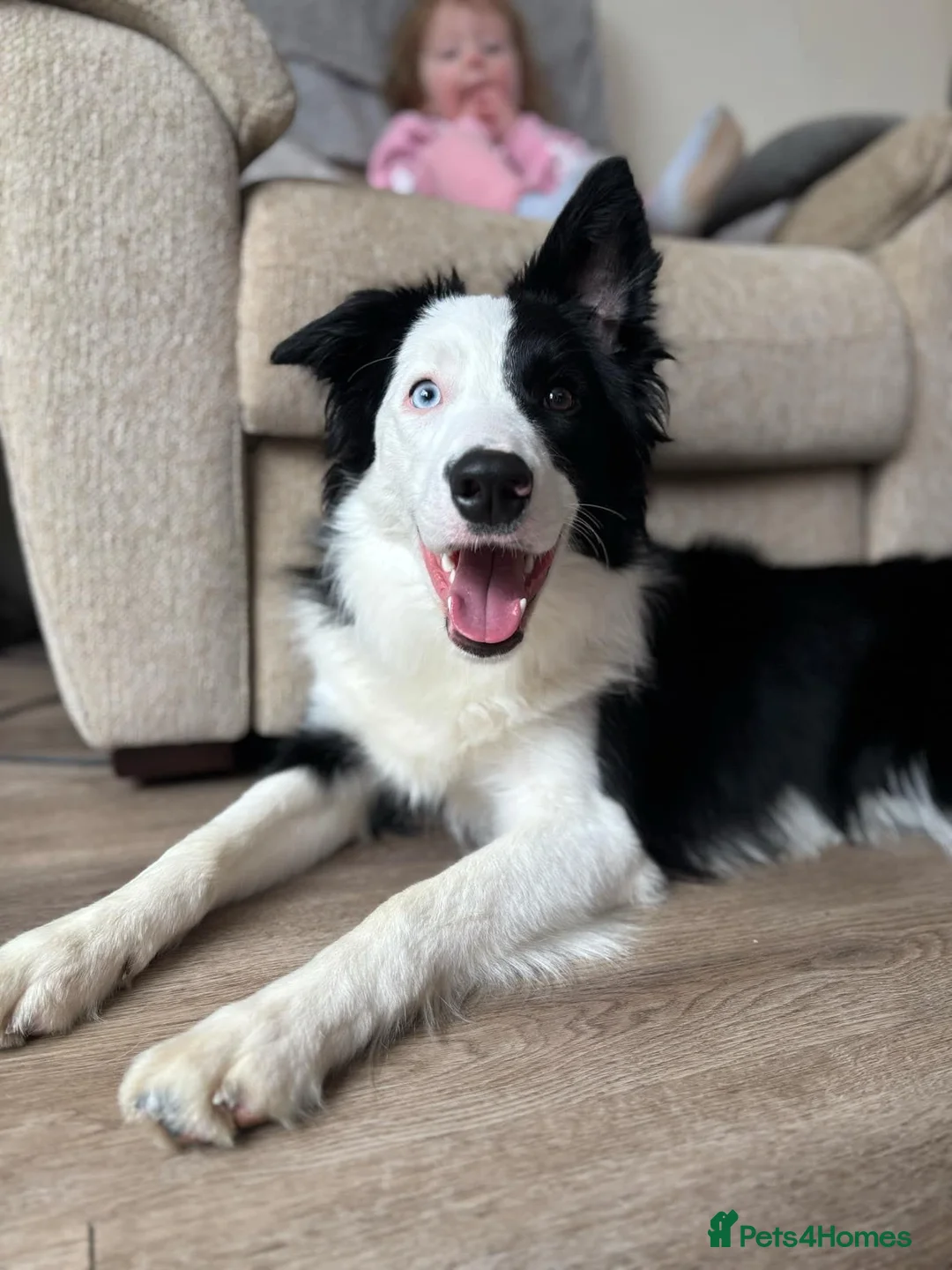Border Collie dogs for sale: Callie needs a new home  - Advert 6