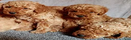Miniature Poodle dogs for sale: Miniature poodle  - Advert 7