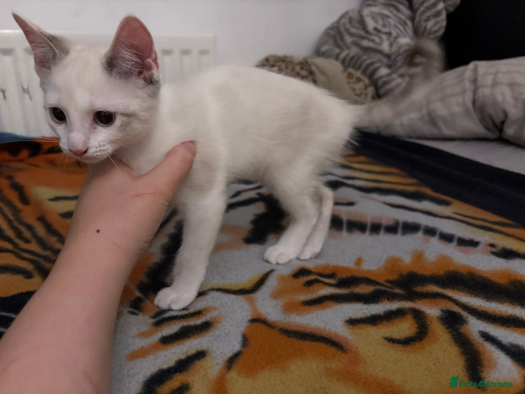 Ragdoll cats for sale: 3 Rag Cross Kittens - Image 5