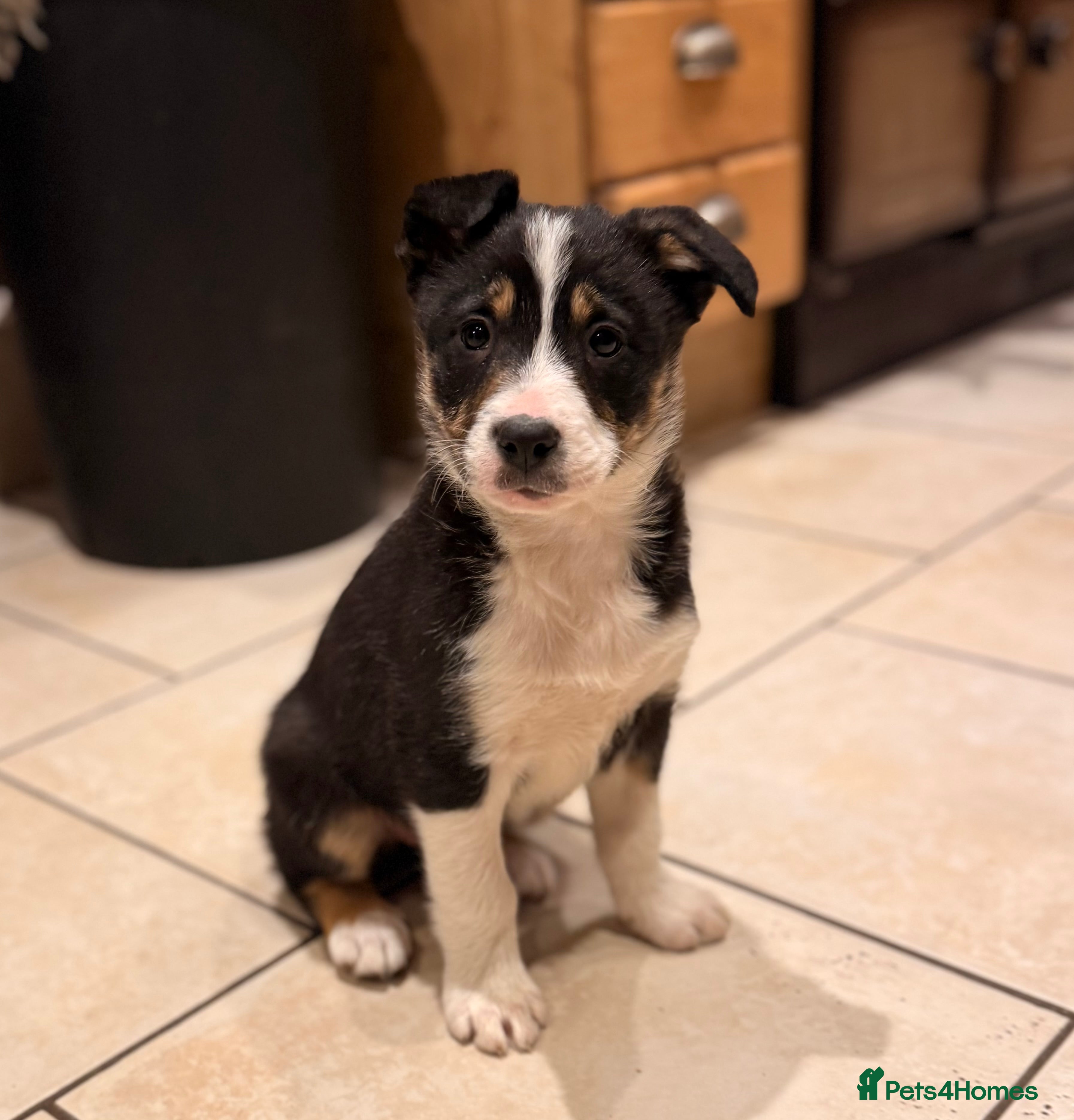 Border Collie dogs Gorgeous border collie puppies for sale  - Advert 3
