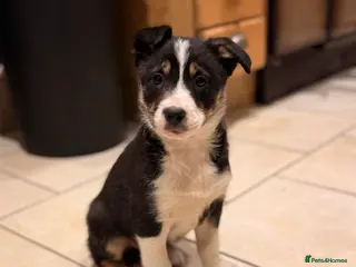 Border Collie dogs Gorgeous border collie puppies for sale - Advert 3