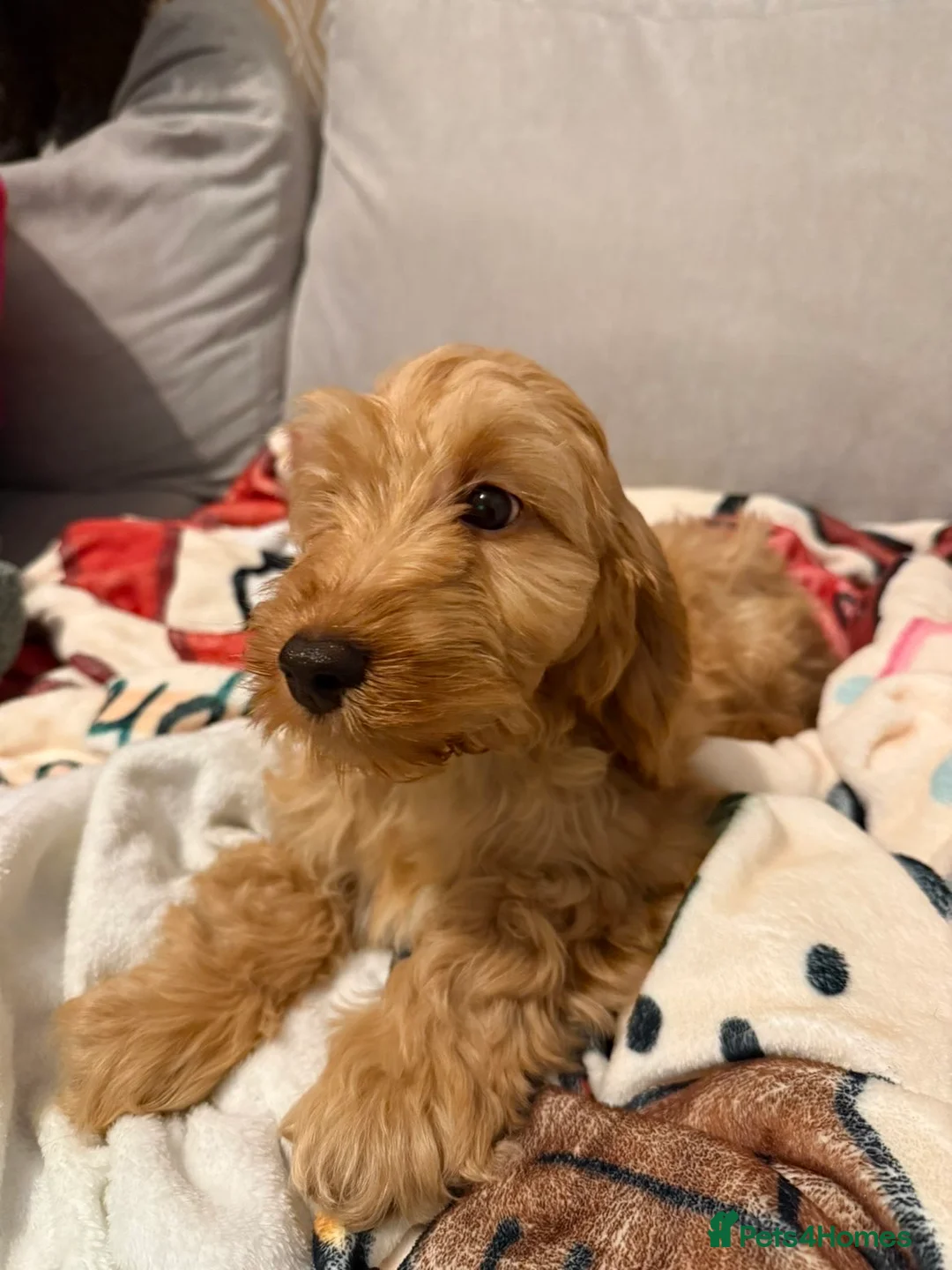 Cockapoo dogs for sale: Cockapoo puppy  - Advert 5