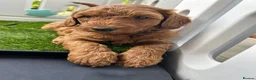 Australian Labradoodle dogs for sale: **MR BRINKLEY'S GENUINE ALD PUPPIES** - Advert 28