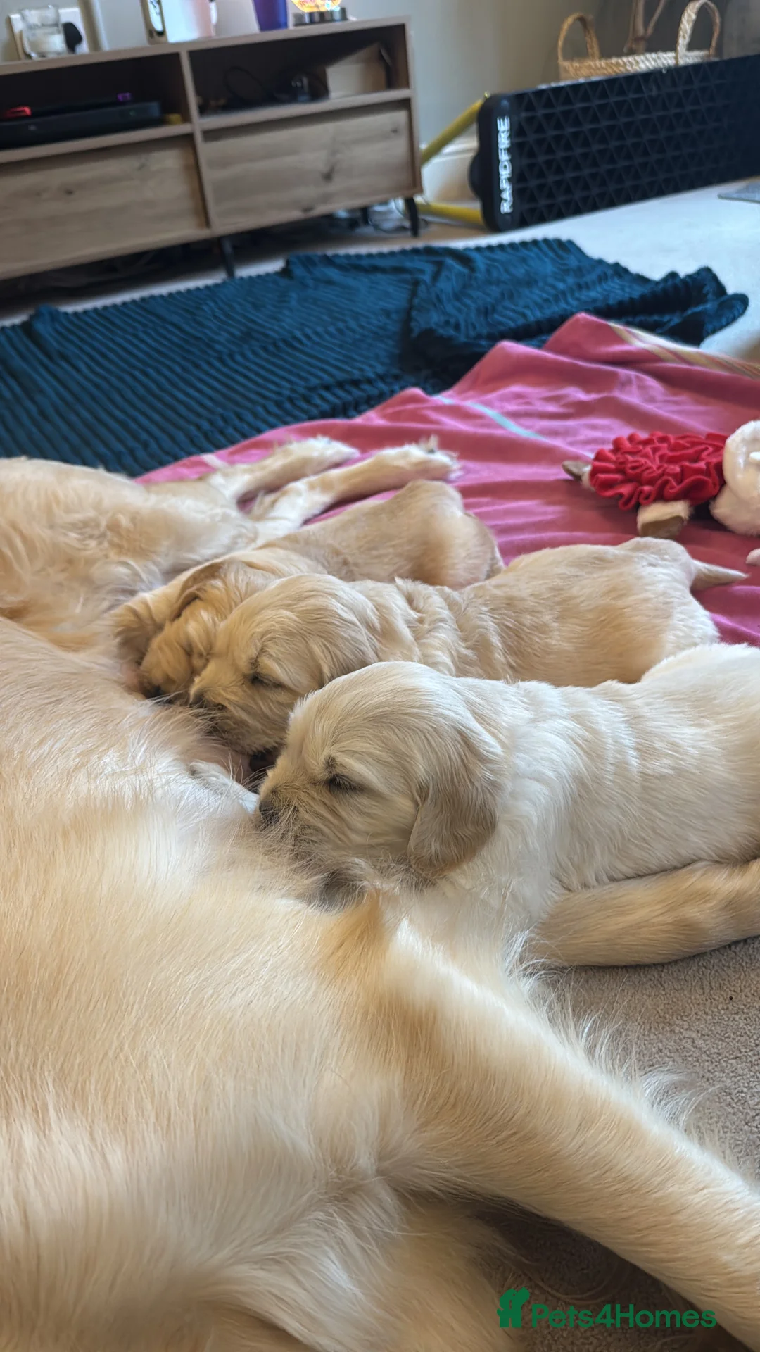 Golden Retriever dogs for sale: Beautiful KC registered Golden Retriever puppies - Advert 8