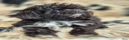 Shih Tzu dogs for sale: Amazing Small Imperial Shih tzu Puppies READY NOW - Advert 6