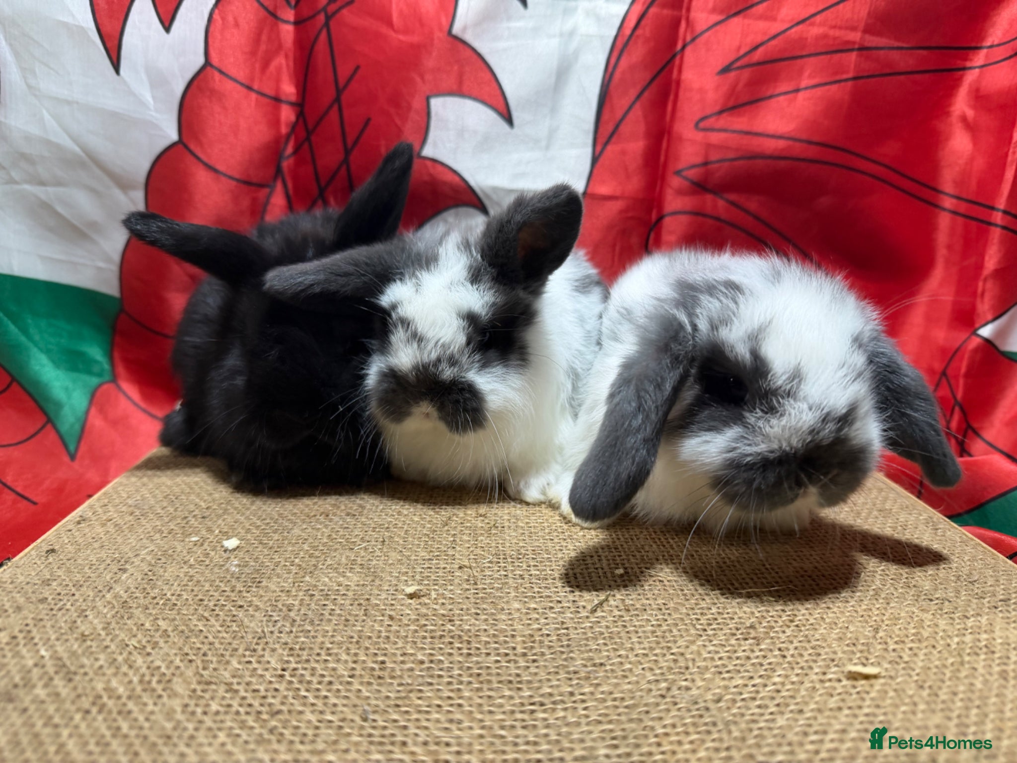 Mini Lop rabbits Gorgeous Pure bred Mini lops - Advert 1