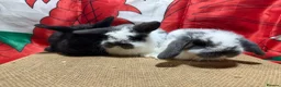 Mini Lop rabbits for sale: Gorgeous Pure bred Mini lops - Advert 1