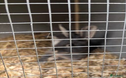 Rex rabbits for sale: Friendly MiniRex boy  - Image 1