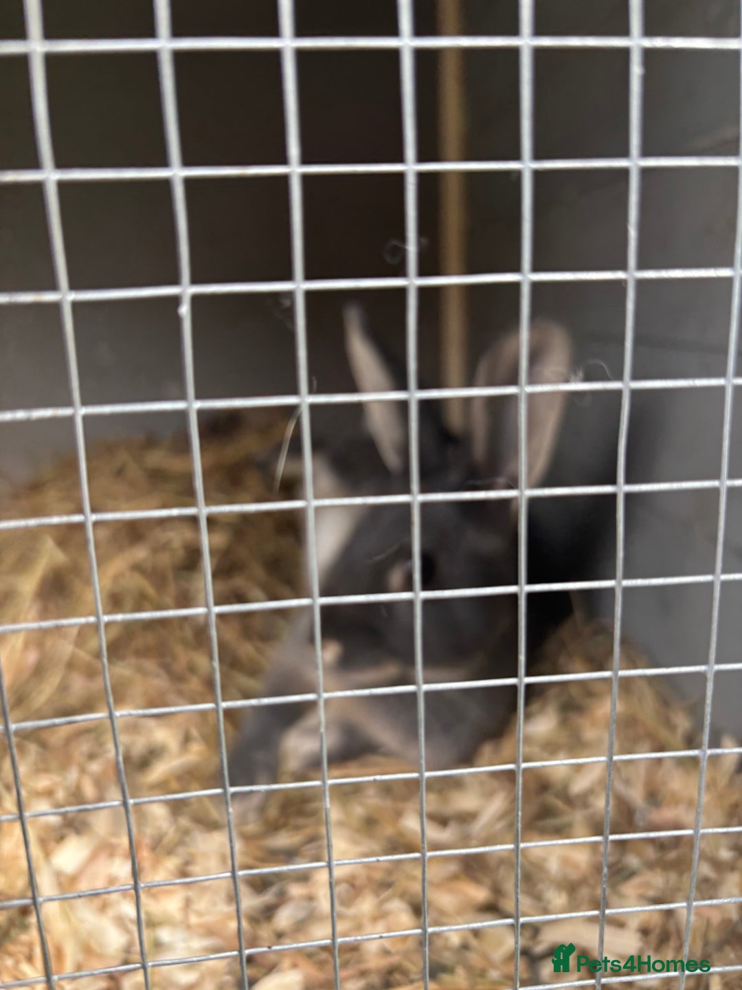 Rex rabbits for sale: Friendly MiniRex boy  - Image 1