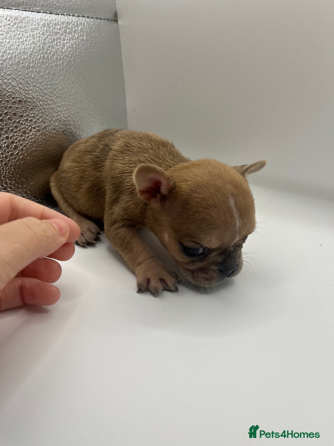 French Bulldog dogs for sale: French bulldog puppies - Advert 19