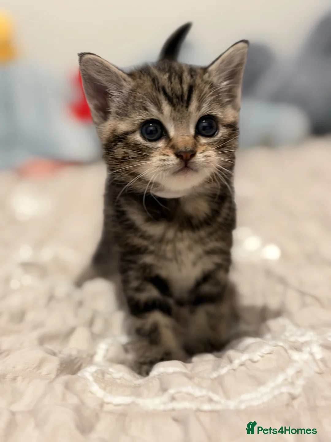 British Shorthair cats for sale: Beautiful British-shorthair kittens - Advert 21