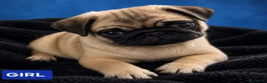 Pug 3
