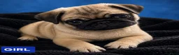 Pug dogs for sale: Adorable  PUG Puppies looking for Their Homes  - Advert 3