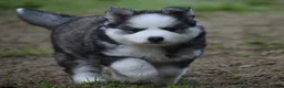 Pomsky dogs for sale: Genuine Celtic Star F3 Pomskies Available  - Advert 6