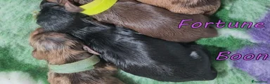 Boon Estuarydawn - girl - Black and tan
