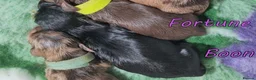 Miniature Dachshund dogs for sale: 🌟 Dapple&Choc&Black PRA Clear KC reg – Dec 26 🌟 - Advert 4