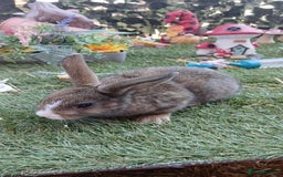 Harlequin rabbits for sale: 2x Harlequin Holland Lops - Image 5