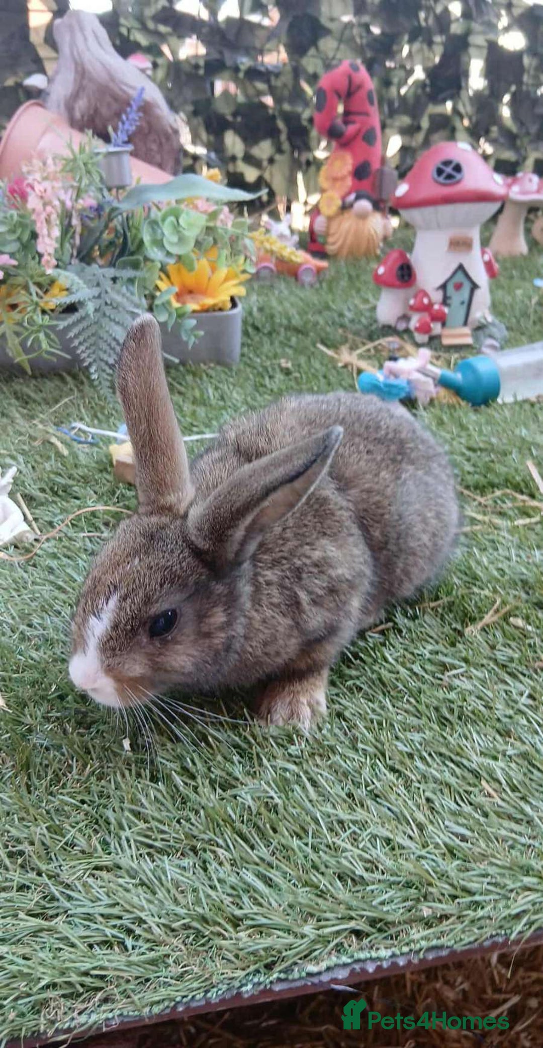 Harlequin rabbits for sale: 2x Harlequin Holland Lops - Image 5