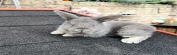 Continental Giant rabbits for sale: Gorgeous Conti/French Lop Bunnies ♥️ - Advert 17