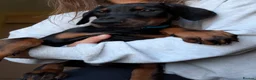 Dobermann dogs for sale: Ready for new homes today!Vaccination✅ microchip✅ - Advert 22