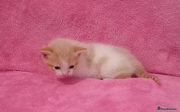 Mixed Breed cats for sale: Beautiful Kittens Available  - Image 4