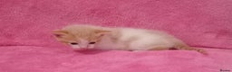 Mixed Breed cats for sale: Beautiful Kittens Available  - Advert 7