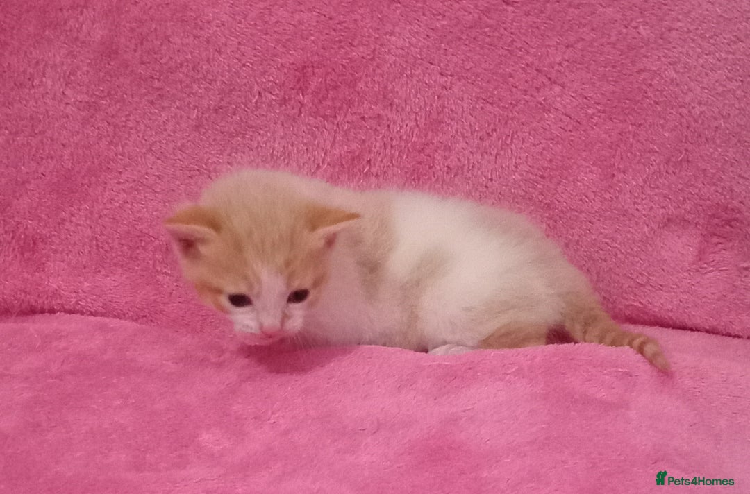 Mixed Breed cats for sale: Beautiful Kittens Available  - Image 4
