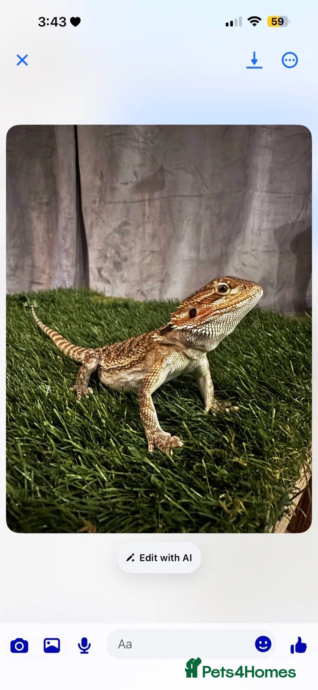 Bearded Dragon reptiles for sale: Bearded dragon and full set up  - Advert 3