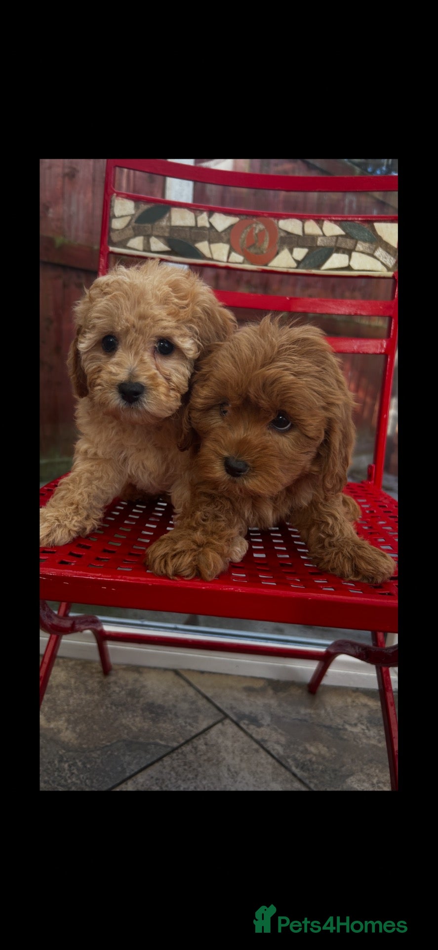 Cavapoo dogs Cavapoo males and female  - Advert 2