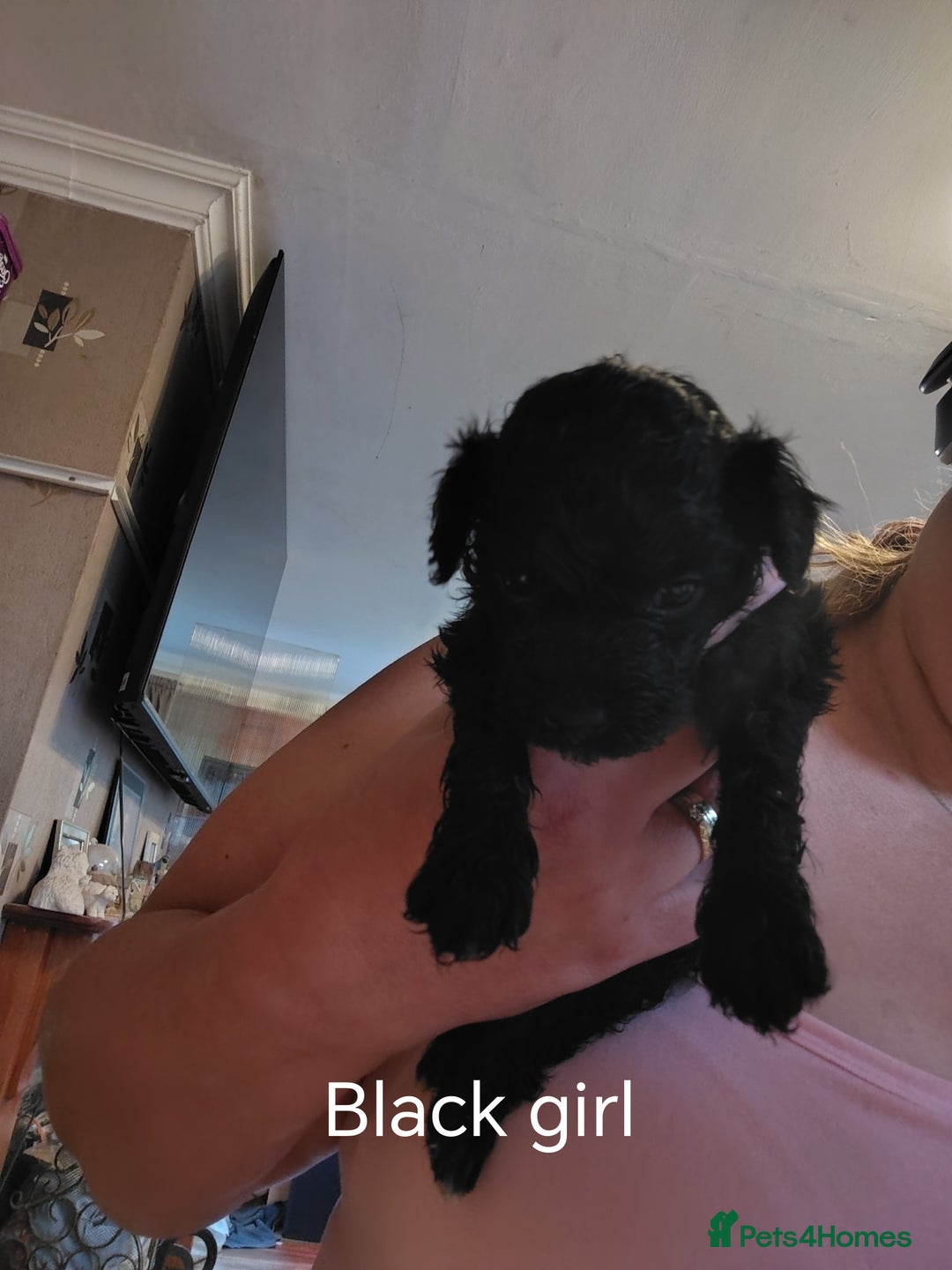Shihpoo dogs for sale: 3 shihpoo pups  - Image 2