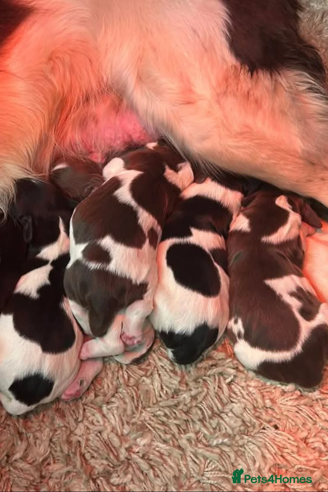 English Springer Spaniel dogs for stud: Lord Shiya at Stud - Advert 8