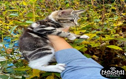 Domestic Shorthair cats for sale: ⭐️ BENGAL KITTENS FOR SALE! ⭐️ - Advert 6