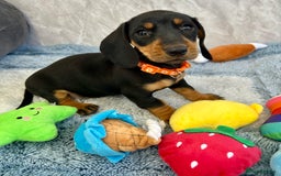 Miniature Dachshund dogs for sale: Miniature dachshund puppies  - Image 13